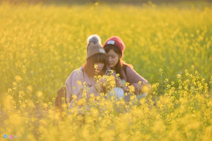 Gioi tre check-in dong hoa cai vang ben song Hong hinh anh 4