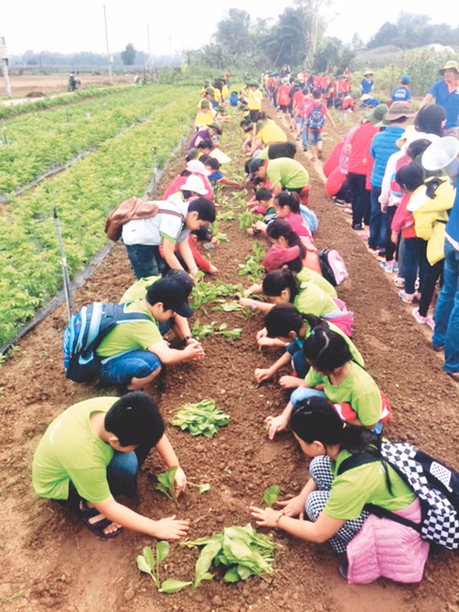 Học sinh khối lớp 3 Trường Tiểu học Núi Thành tự trồng rau trên cánh đồng rau Hòa Phong. Ảnh nhà trường cung cấp