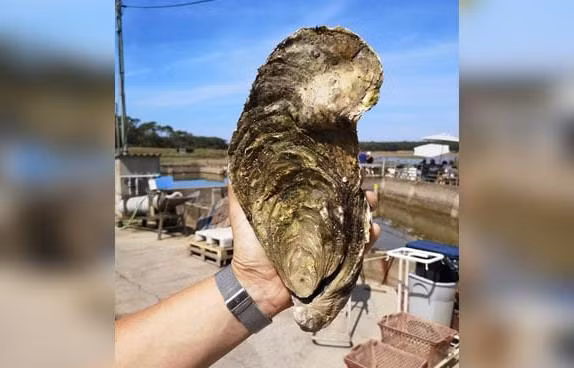 Con hàu khổng lồ dài 25 cm và nặng tới 1,44 kg. Ảnh: ndtv.