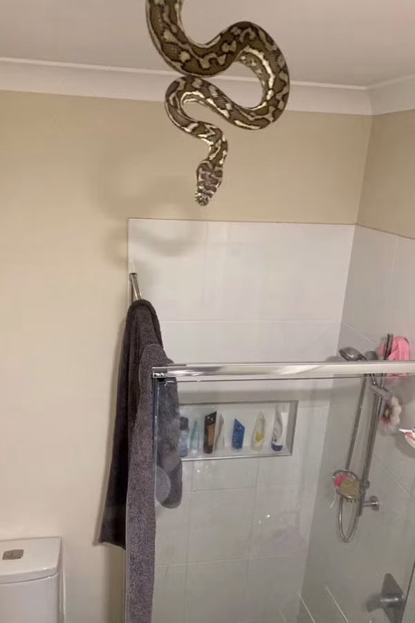 Loài trăn carpet rất thích nơi ấm áp.