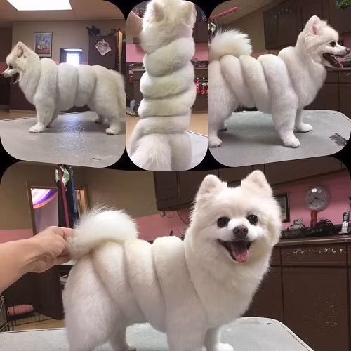 Mốt tỉa lông mới cho cún cưng.