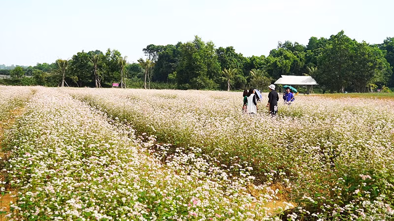 Đẹp ngỡ ngàng cánh đồng hoa tam giác mạch nở rộ tại Hà Nội ảnh 1
