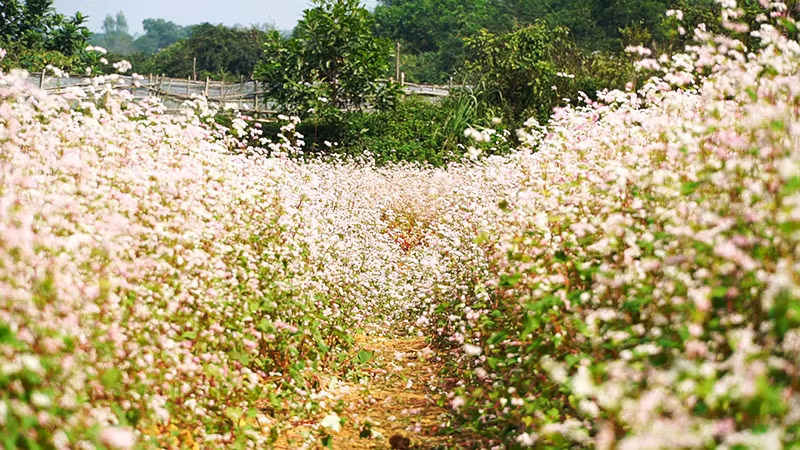 Đẹp ngỡ ngàng cánh đồng hoa tam giác mạch nở rộ tại Hà Nội ảnh 10