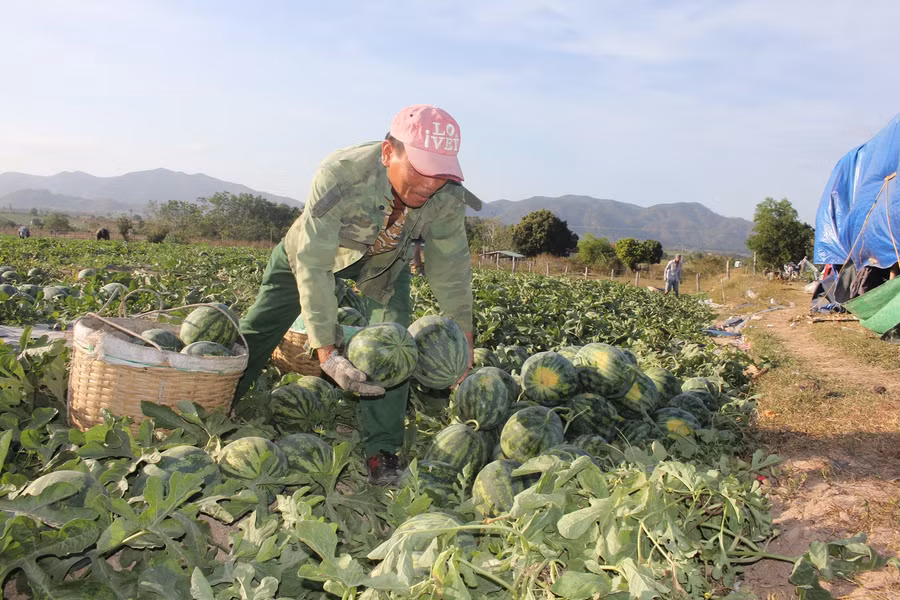 Người nông dân lao đao vì dưa hấu rớt giá.