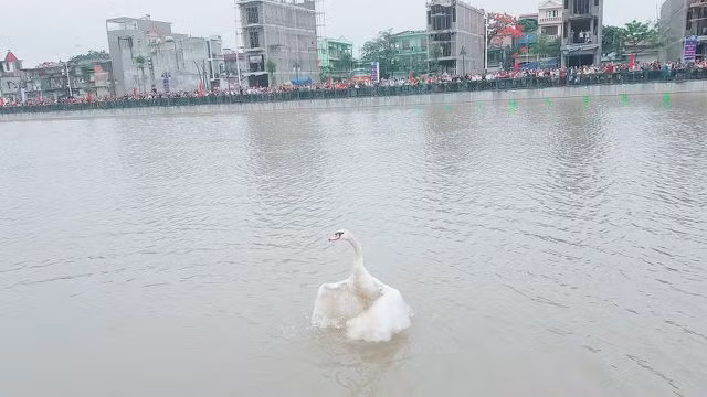 Người dân Hải Phòng đổ xô đi ngắm đàn thiên nga trên sông Tam Bạc - 8