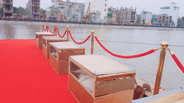Người dân Hải Phòng đổ xô đi ngắm đàn thiên nga trên sông Tam Bạc - 4