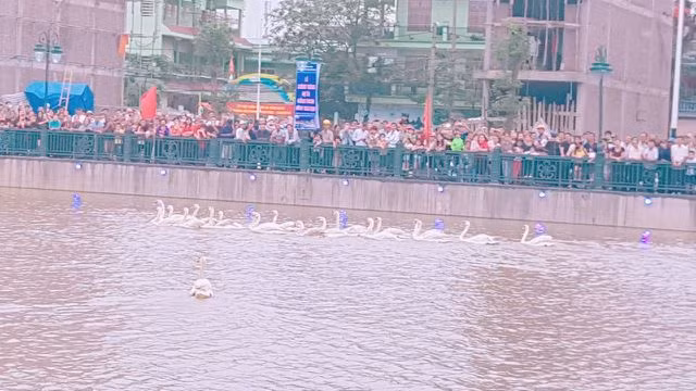 Người dân Hải Phòng đổ xô đi ngắm đàn thiên nga trên sông Tam Bạc - 1