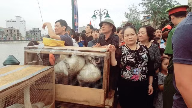 Người dân Hải Phòng đổ xô đi ngắm đàn thiên nga trên sông Tam Bạc - 3