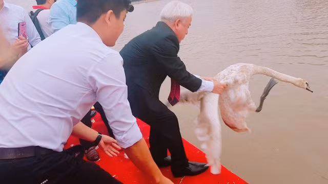 Người dân Hải Phòng đổ xô đi ngắm đàn thiên nga trên sông Tam Bạc - 6