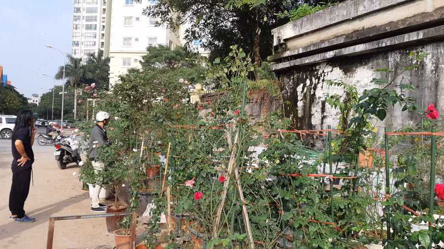 Cận Tết, hồng ngoại, hồng cổ Sapa thét giá chục triệu đồng/chậu - Ảnh 3.