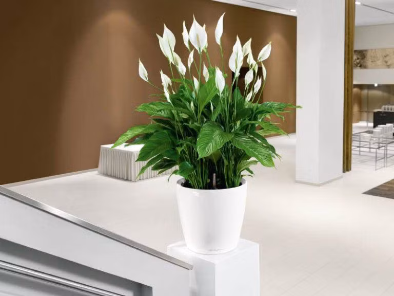 8 loại cây dễ trồng vừa thanh lọc không khí vừa mang ý nghĩa hút tài lộc, phú quý ảnh 4