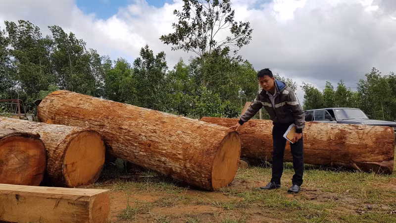 Tại Lâm trường Sơ Pai, tập trung hàng chục khúc gỗ do lâm tặc khai thác trái phép đủ loại như: Gỗ tròn, hộp và có những thớ gỗ phôi được xẻ vuông vắn 20181212_105422