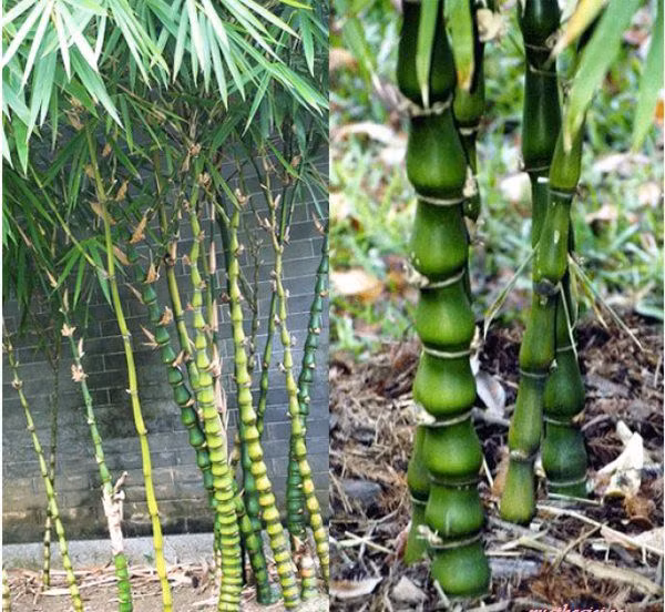 5 loại cây trồng trước nhà hút may mắn, mang tài lộc tới ảnh 2 5 loai cay trong truoc nha hut may man, mang tai loc toi - 3
