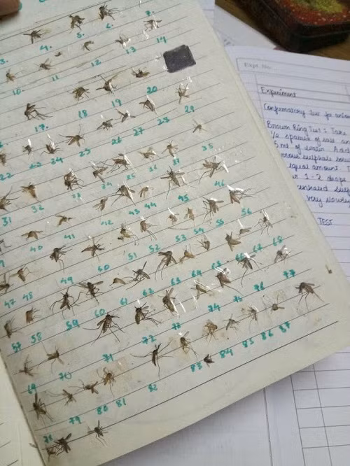Mỗi ngày tôi chọn một niềm vui.