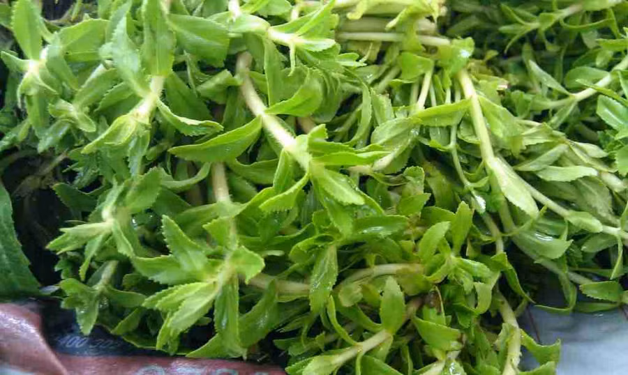 Rau-om-rau-ngo-thom