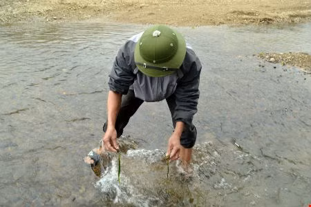 Rêu thường mọc ở những dòng suối có nước trong