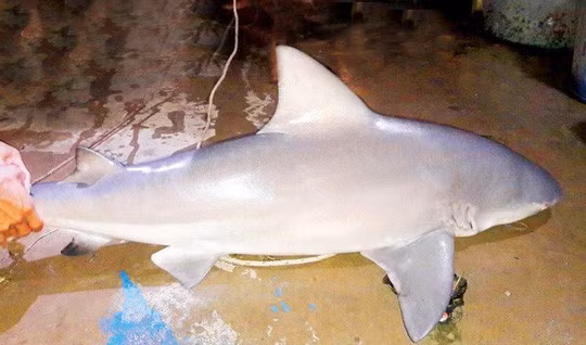Ngư phủ kể chuyện "huyền bí" chạm trán với loài cá mập ở Vàm Nao hình ảnh 1 ngu phu ke chuyen "huyen bi" cham tran voi loai ca map o vam nao hinh anh 1
