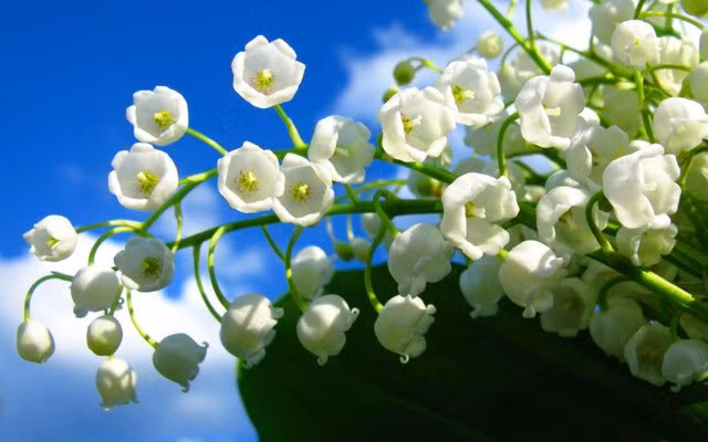 Những loài hoa ngốn” tiền của giới tỷ phú-9