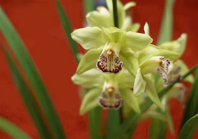 Những loài hoa ngốn” tiền của giới tỷ phú-4