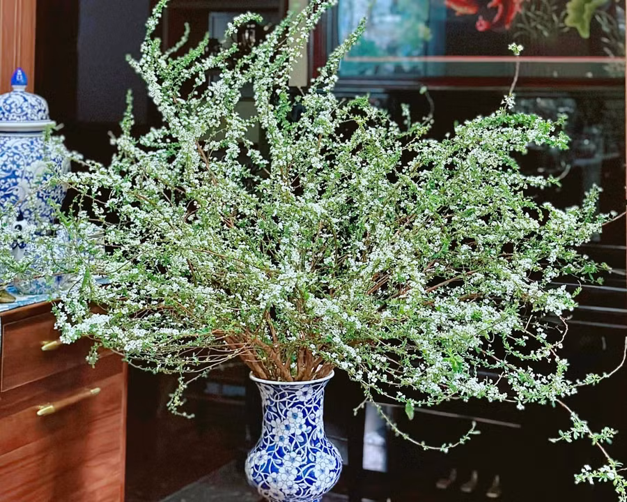 Mẹo biến 'cành củi khô' tuyết mai nở hoa đẹp đúng Tết