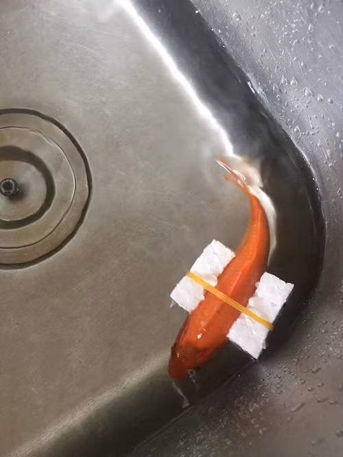 Mẹo chữa cá bơi ngửa bụng.