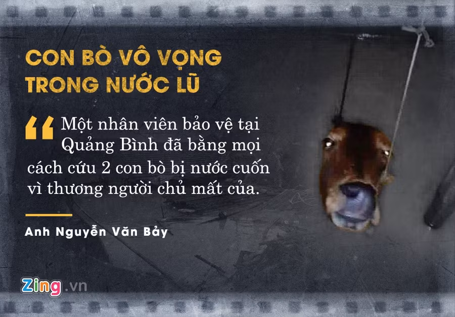 Trong trận lũ tại Quảng Bình tháng 10 vừa qua, anh Nguyễn Văn Bảy - một nhân viên bảo vệ - phát hiện 2 con bò bị nước cuốn. Gia đình anh Bảy đã dùng mọi cách cứu những con vật vì thương người chủ mất của. Bức ảnh con bò vô vọng trong nước lũ do chính anh chụp nhanh chóng gây chú ý trên mạng. 7 cau chuyen ve tinh nguoi lay nuoc mat dan mang nam 2016 hinh anh 7