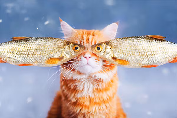 Thế giới cổ tích vi diệu của chú mèo Nga béo núc ních