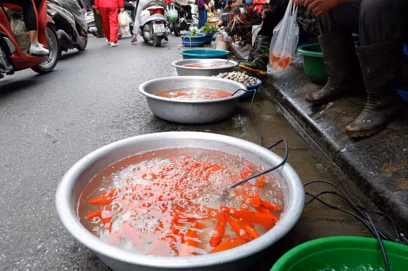 Giá cá chép ở một số chợ trên địa bàn quận Long Biên thấp nhất là 20 nghìn đồng/3 con.