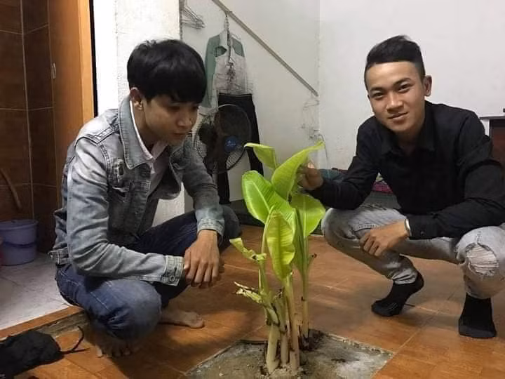 Có chuối ăn không sợ bị ăn trộm, lại thành cây phong thủy.