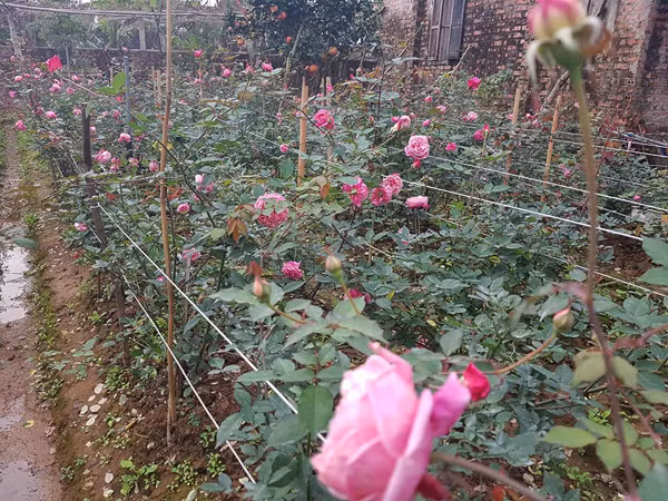 Lúc đầu, bố mẹ phản đối khi Hiên đòi phá vườn để trồng hồng. Thương con, lại xót cả trăm gốc hồng bị xếp xó vì không có chỗ trồng, bố mẹ cô đành chiều theo ý con. Lúc đầu, bố mẹ phản đối khi Hiên đòi phá vườn để trồng hồng. Thương con, lại xót cả trăm gốc hồng bị xếp xó vì không có chỗ trồng, bố mẹ cô đành chiều theo ý con.