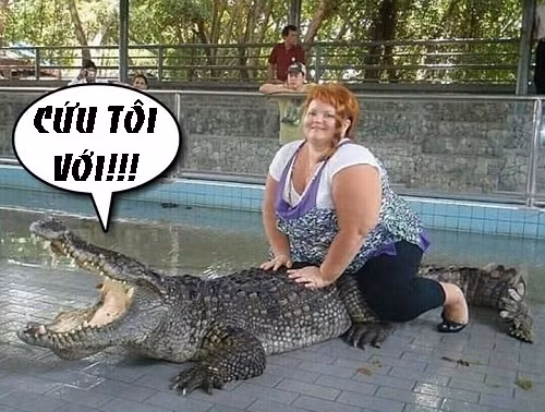 Cá sấu và người đẹp ngàn cân.
