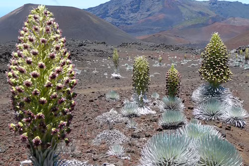 Cây kiếm bạc chỉ sinh sống trên núi lửa không hoạt động Haleakala thuộc đảo Maui, quầnđảo Hawaii. Sự biến đổi hình thái thời tiết như gia tăng nhiệt độ, giảm lượng mưa đang làm những cây trưởng thành chết đi. Ảnh:Haleakala Ranger 7-3471-1427444141.jpg