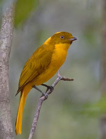Chim Bowerbird được tìm thấy trong các khu rừng mưa ở Queensland, Australia. Nhiệt độ ấm lên khiến chúng phải di chuyển đến những nơi cao hơn ở vùng núi. Giới khoa học dự báo, loài chim này sẽ dần biến mất khỏi môi trường sống. Ảnh:Con Foley 6-4606-1427444141.jpg
