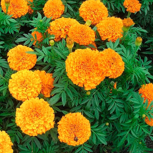Mách bạn 10 loại cây cảnh trồng quanh nhà có khả năng xua đuổi kiến ba khoang hiệu quả - Ảnh 16.