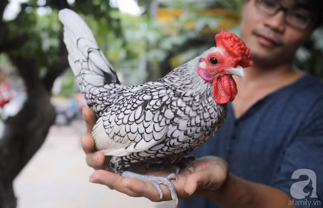 Hàng loạt giống gà lạ từ khắp thế giới ở trang trại của chàng trai 8X Bình Dương - Ảnh 15.