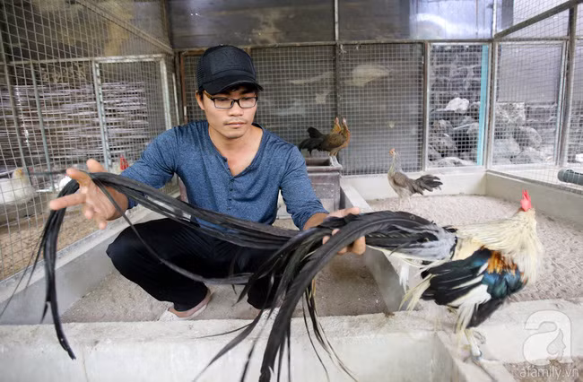 Hàng loạt giống gà lạ từ khắp thế giới ở trang trại của chàng trai 8X Bình Dương - Ảnh 1.
