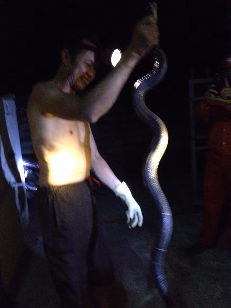 thanh hoa: dan vay bat tran "khung", nang 25kg o dong lua dang gat hinh anh 3