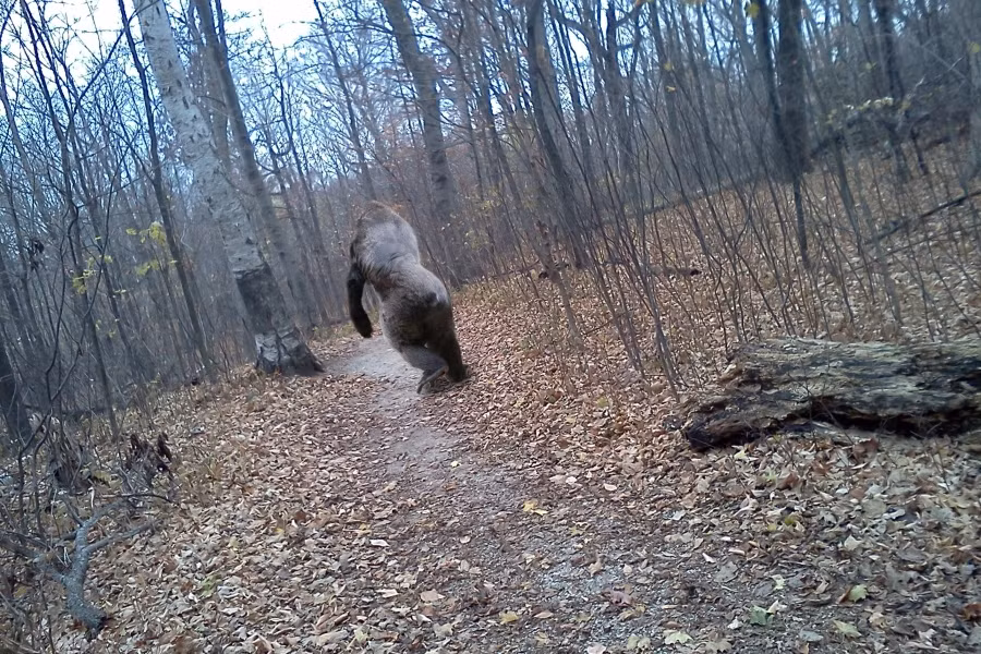 Bigfoot Bigfoot