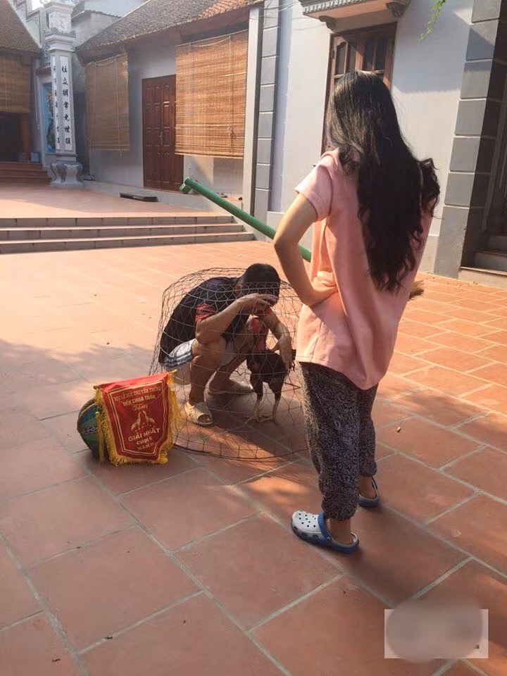 Trốn vợ đi đá gà, thanh niên gặp cái kết đắng ngắt, bị nhốt vào lồng y như gà: Có nỗi khổ nào bằng nỗi khổ lấy vợ!