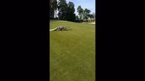 Video: Cá sấu “quái vật” lừng lững bò ngang sân golf ở Mỹ