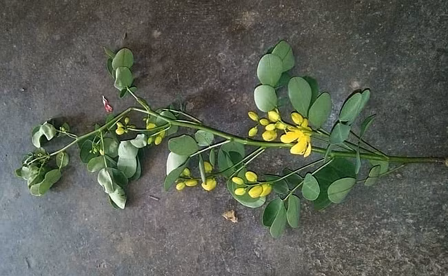 Vợ tử vong nghi do uống nước lá cây trong vườn: Người chồng cũng đã tử vong
