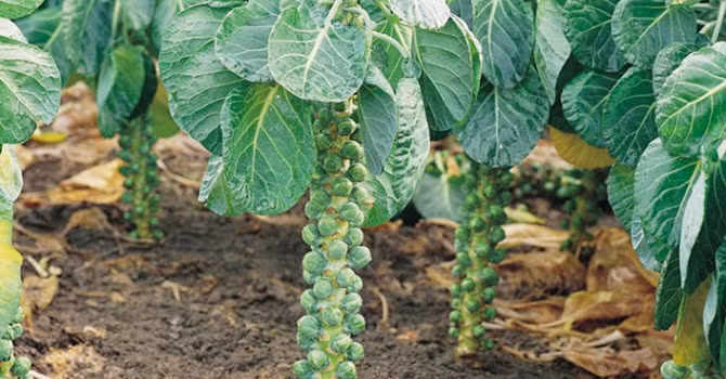 Loại quả tí hon giá cắt cổ được bà nội trợ săn lùng-5