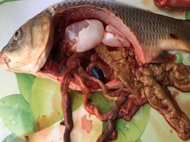 Ăn hải sản đừng giữ lại những bộ phận này, coi chừng nhiễm độc kim loại nặng ảnh 1 Empty