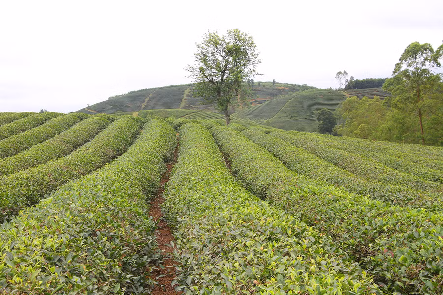 Những đồi chè xanh mướt ở xã Hùng Sơn, huyện Anh Sơn. Ảnh: Phạm Tâm.