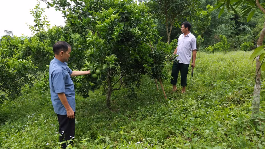 Nhiều hộ thoát nghèo từ mô hình kinh tế VAC Nhiều hộ thoát nghèo từ mô hình kinh tế VAC