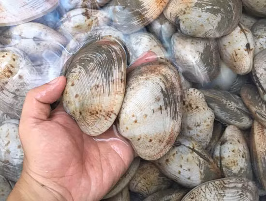 Làm sạch và khử hết mùi hôi của lòng heo, thịt cá chỉ nhờ những mẹo vặt cực đơn giản 4