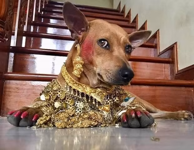 Chị giàu nên chị chảnh chút xíu nghe mấy đứa!