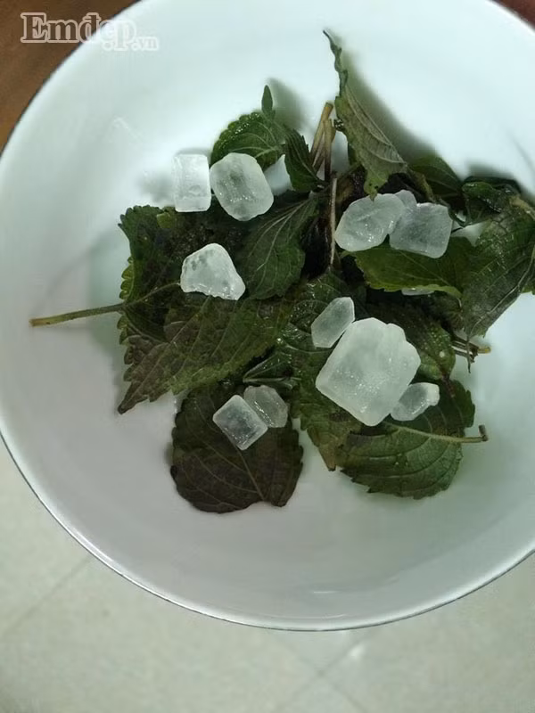 Các “bài thuốc” cực hay từ lá tía tô, không lo con ốm sốt trong mùa đông ảnh 3 Cây tía tô - thần dược cho những gia đình cho con nhỏ vượt qua mua đông lạnh không lo ốm sốt