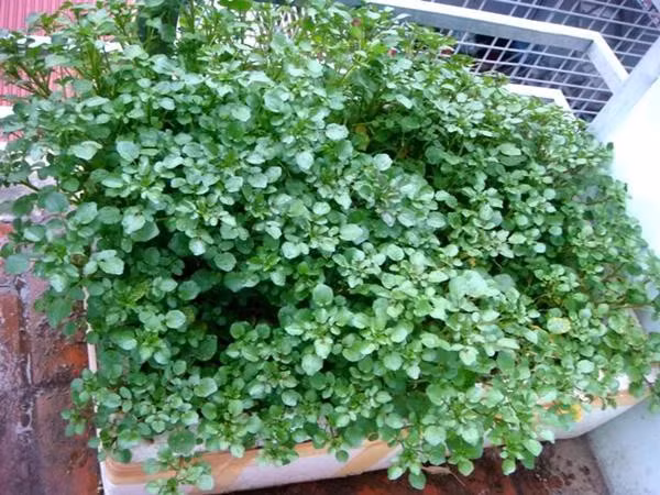 Bí quyết trồng rau cải xoong từ gốc mọc tua tủa, xanh mơn mởn ảnh 4