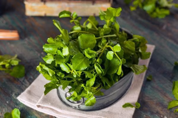 Bí quyết trồng rau cải xoong từ gốc mọc tua tủa, xanh mơn mởn ảnh 2